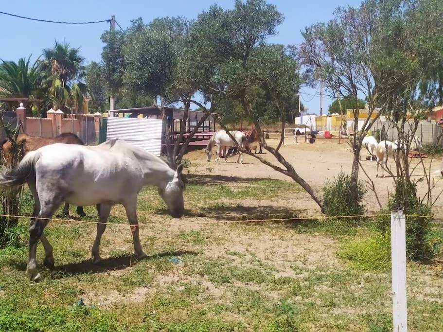 Granja America Chiclana de la Frontera Exterior foto